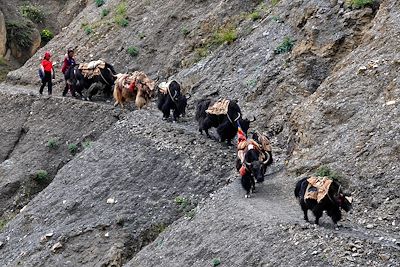 Haut Dolpo - Népal