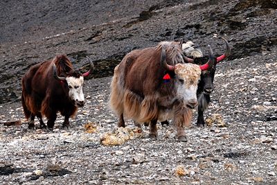 Haut Dolpo - Népal