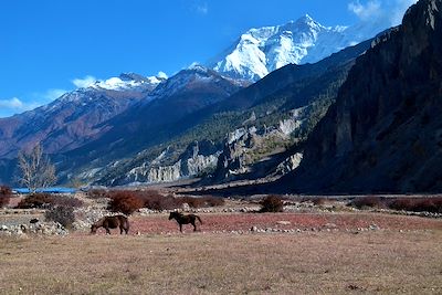 Près du village de Manang - Annapurna - Népal