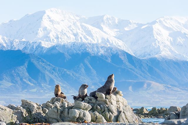 Voyage Faune sauvage de l'île du sud 