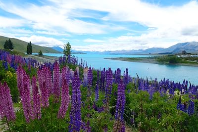 Lupins près du lac Tekapo - Nouvelle Zélande