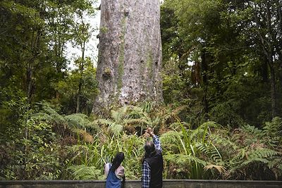 Waipoua Forest