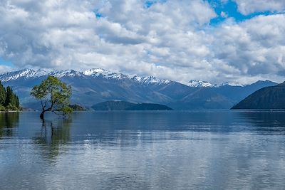 L'arbre solitaire du lac Wanaka - Nouvelle-Zélande