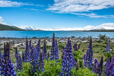 Lac Tekapo - Nouvelle Zélande