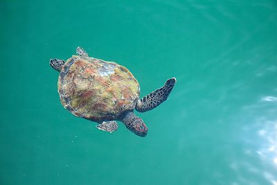 Tortue de mer - Oman