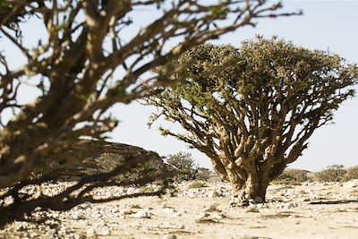 Arbres à encens - Oman