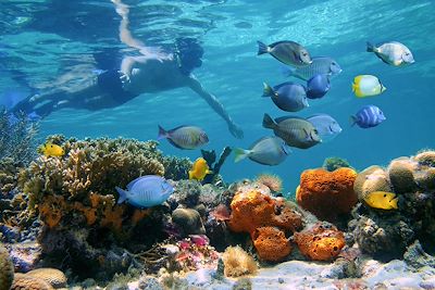 Baignade - Snorkeling