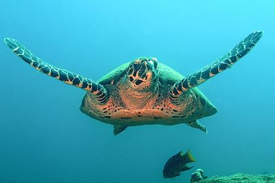 Tortue de mer - Ile Coiba - Panama