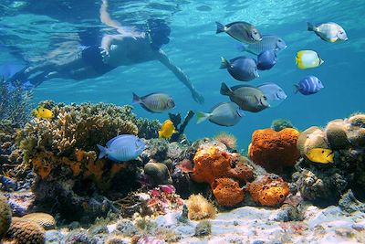 Snorkeling - Panama