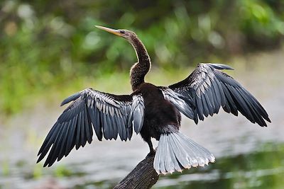 Anhinga noir - Lac Gatun - Panama 