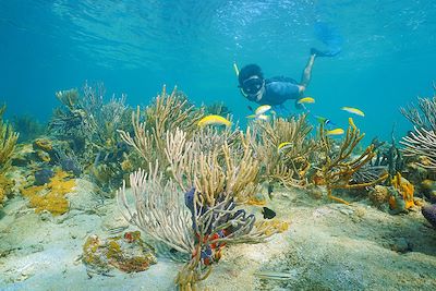 Snorkeling - Panama