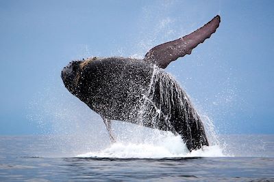 Baleine à bosse - Panama