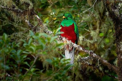 Quetzal 