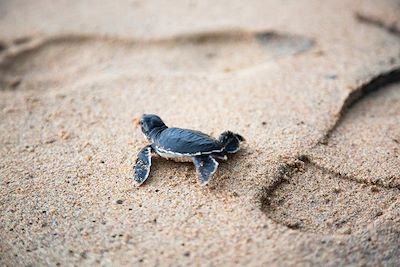 Bébé tortue de mer sur une plage de sable 