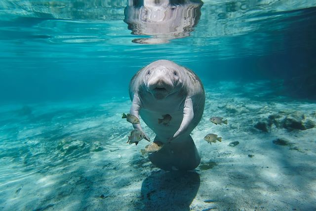 Voyage Lamantins, baleines et plages des Caraïbes !