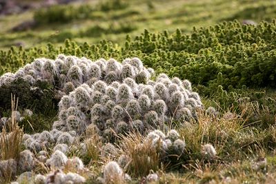 Cactus - Quebrada Machurakay - Ausangate - Pérou