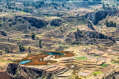 Canyon de Colca - Pérou