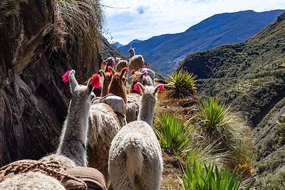 Randonnée Arequipa et Canyon de Colca