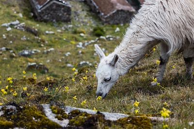 Lama - Andes - Pérou