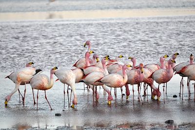 Flamants de James - Laguna colorada - Bolivie