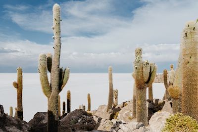 Ile aux cactus au milieu des salines d'Uyuni - Bolivie