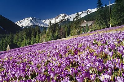 Tatras - Carpates - Pologne