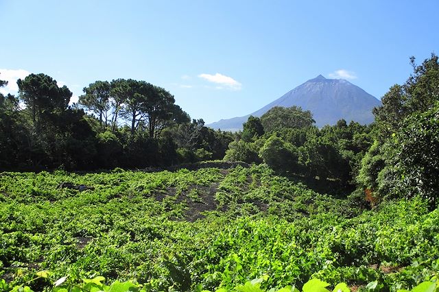 Voyage Iles des Açores : Faial, São Jorge et Pico