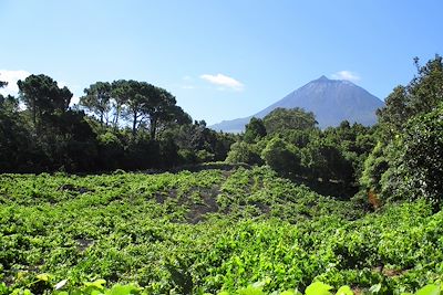 Pico - Île de Pico - Açores - Portugal