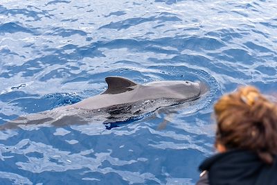 Observation des dauphins 