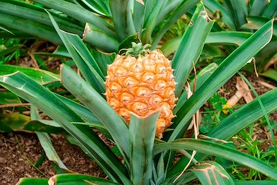 Ananas - Sao Miguel - Açores - Portugal 