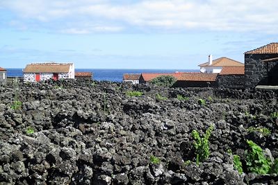 Lajido - Île de Pico - Açores - Portugal