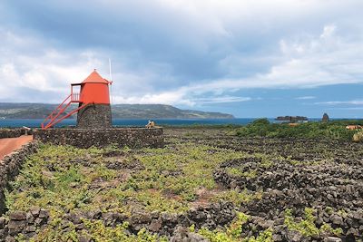 Paysage viticole -  Criacao Velha - Pico - Acores - Portugal