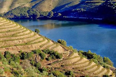 Vignobles en terrasses dans la vallée du Douro - Haut-Douro - Portugal