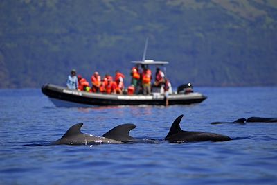 Observation en mer - Açores - Portugal