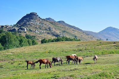 Chevaux Garrano - Parc national de Peneda-Gerês - Portugal