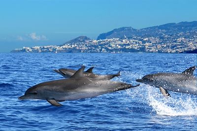 Dauphins - Portugal