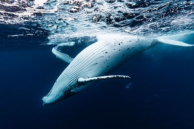 Baleine à bosse blanche