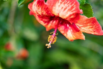 Hibiscus - Polynésie française