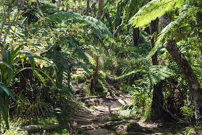 Forêt de Belouve - La Réunion