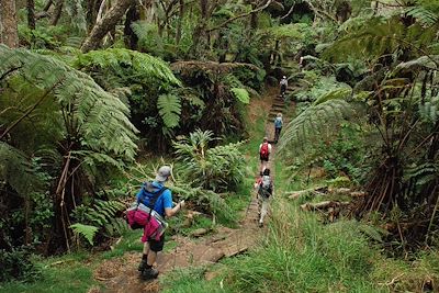 La forêt de Bélouve  – île de la Réunion