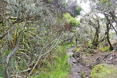 Massif du Dimitile - La Réunion