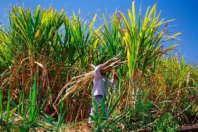 Culture de canne à sucre - Salazie - La Réunion