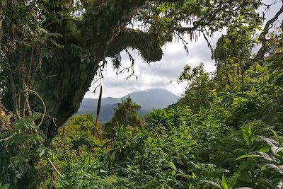 Parc national des volcans - Rwanda 