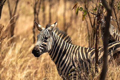 Zèbre - Parc national de l'Akagera - Rwanda