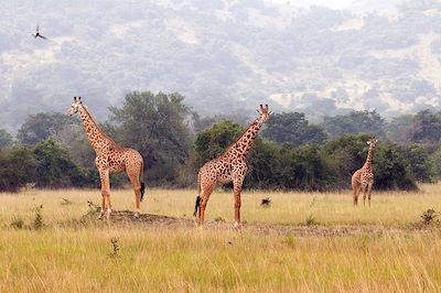 Parc national de l'Akagera - Rwanda 