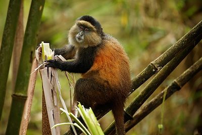 Singe doré - Parc national des volcans - Rwanda