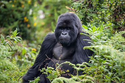 Gorille - Parc national des volcans - Rwanda