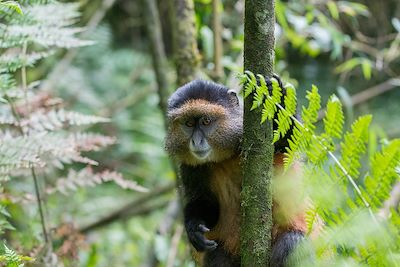 Singe doré - Parc national des volcans - Rwanda