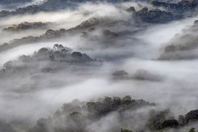 Parc national de Nyungwe - Rwanda