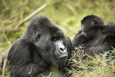 Gorilles des montagnes - Rwanda